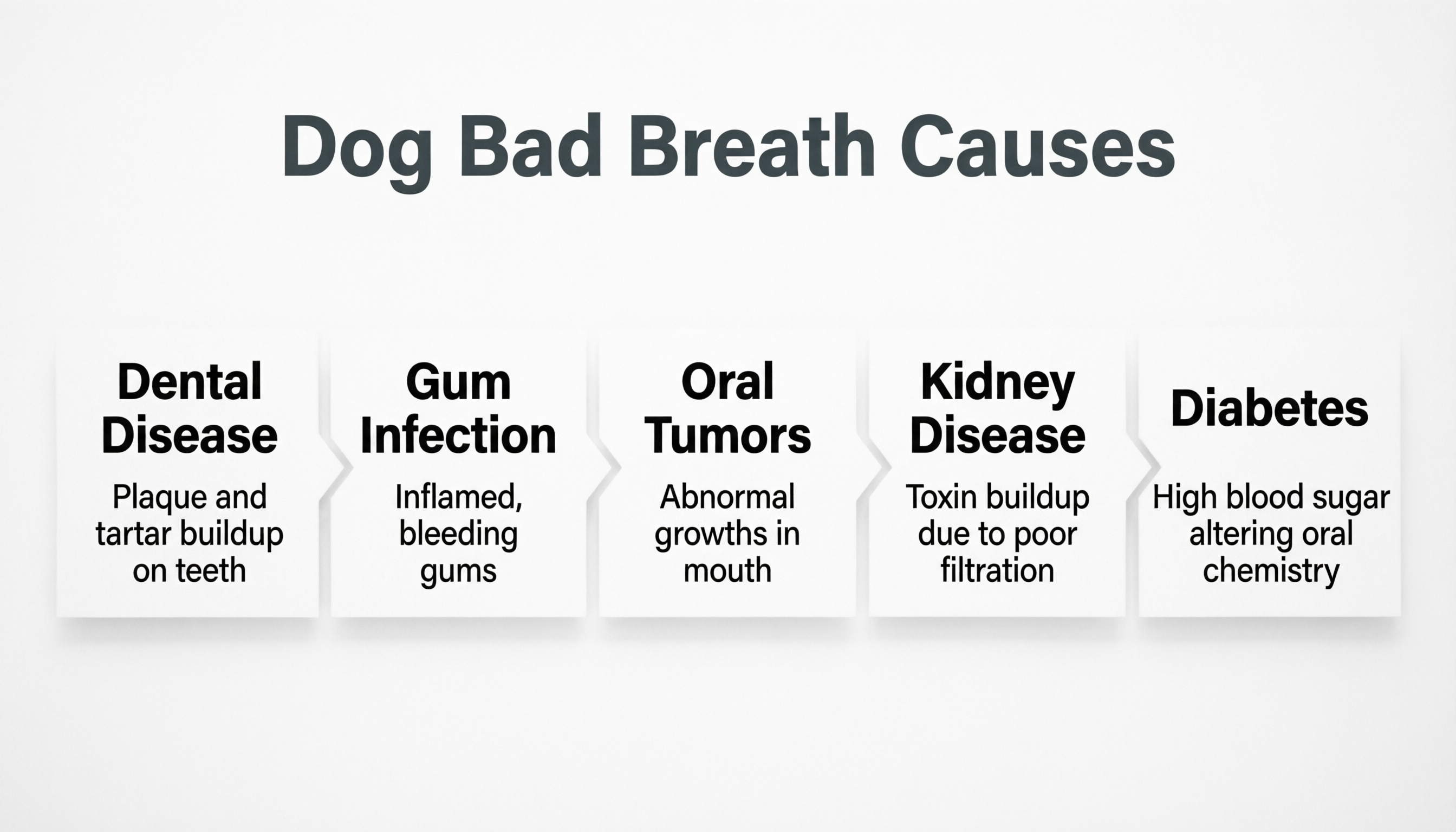Infographic of common causes of dog bad breath including dental disease kidney issues and oral infection